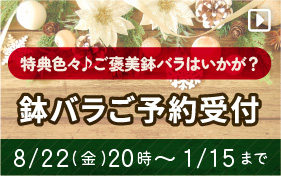 鉢バラご予約受付