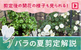 バラの夏剪定解説
