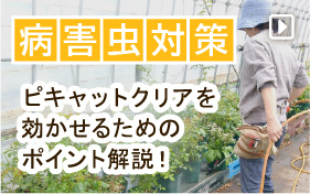 ピキャットクリアで病害虫対策！効かせるためのポイント解説！