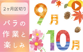 バラの作業９～１０月