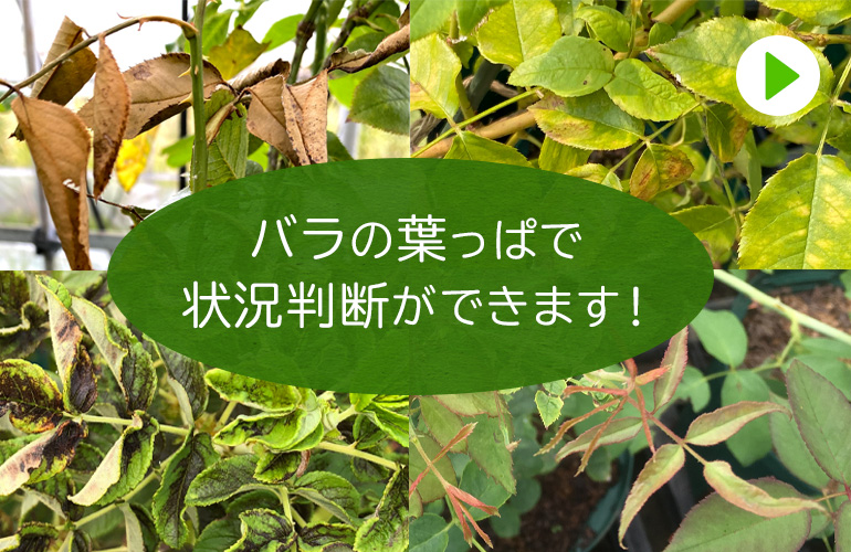 バラの葉っぱで状況判断ができます！