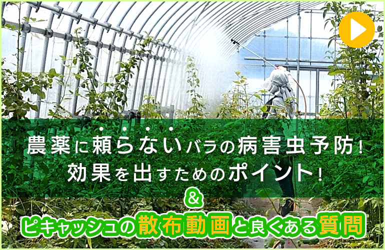ピキャットクリア病害虫対策のポイント