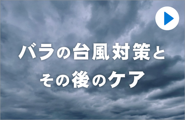 台風対策とその後のケア