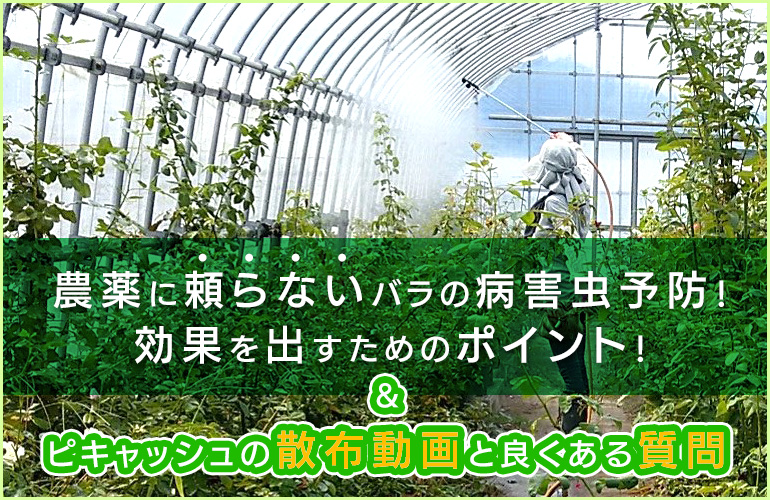 農薬に頼らないバラの病害虫予防のポイント！ピキャッシュの散布動画と良くある質問