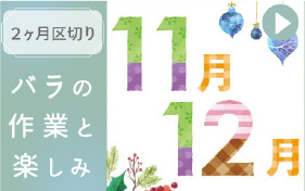 バラの作業１１～１２月