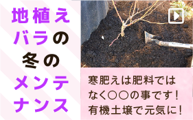 地植えのバラのメンテナンス