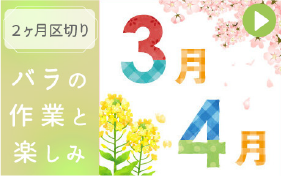 バラの作業3~4月