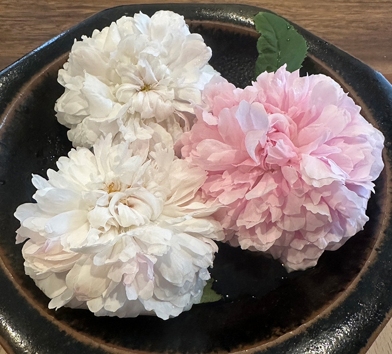 ファイル6:限られた日照で無農薬15年目 めるみぃさん