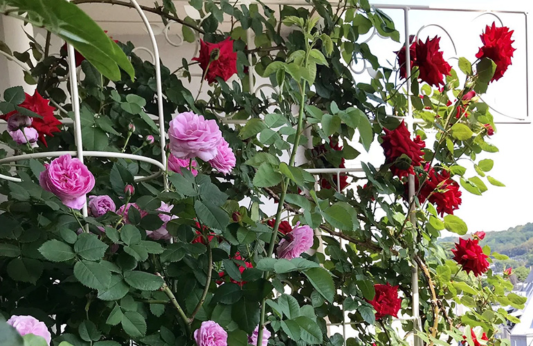 ファイル１：ベランダで無農薬４年目のけろりーなさん