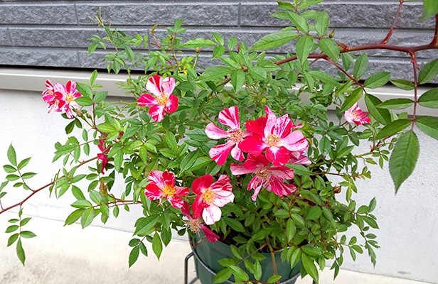 ファイル４：ベランダで無農薬２年目！こりんごさん