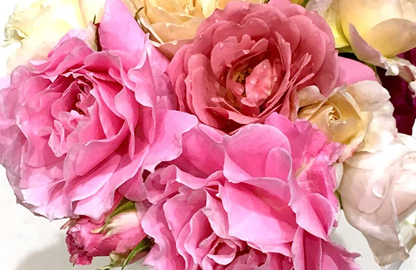 ファイル２：ベランダ・日照３時間で無農薬！めるみぃさん