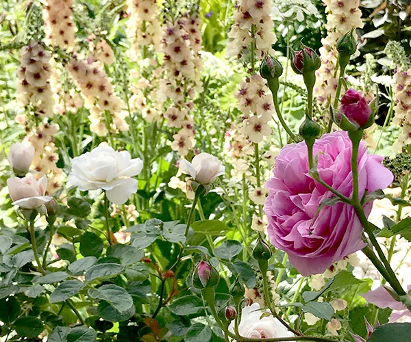 ファイル３：お庭で無農薬３年目！パピヨンさん