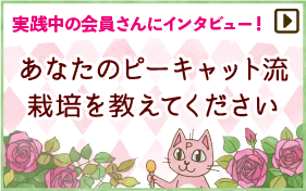 あなたのピーキャット流栽培を教えてください