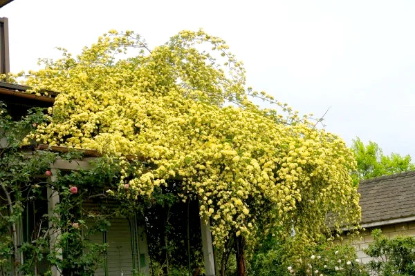 ファイル５：お庭で無農薬２０年！P子姫さん