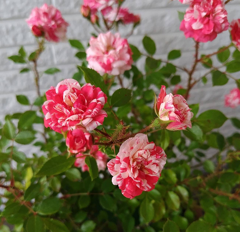 ファイル７：改めて栽培を見つめ直して無農薬１０年！こりんごさん