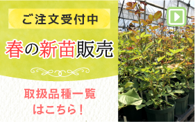 春の新苗販売