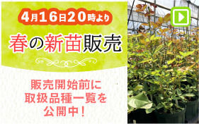 春の新苗販売