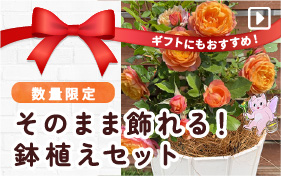 特別鉢苗セット