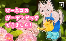 ピーネコピック
