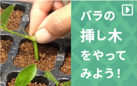 バラの挿し木のやり方