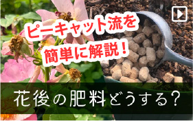 ピーキャット流花後の肥料