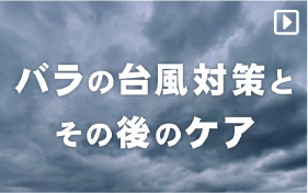 台風対策