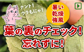 暑く乾燥している時は葉裏のチェックをお忘れ無く!