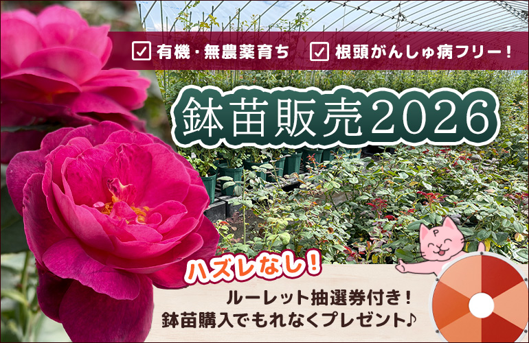 ２０２６年販売鉢苗