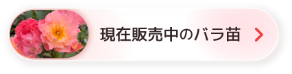 販売中のバラ苗へひとっ飛び！ ItemListはこちら