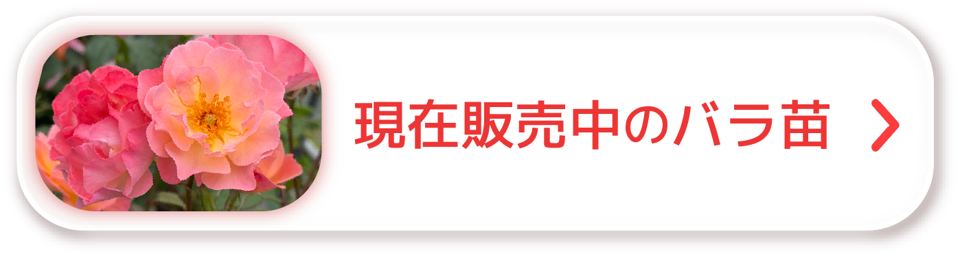 販売中のバラ苗へひとっ飛び！ ItemListはこちら