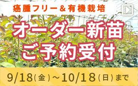 オーダー新苗