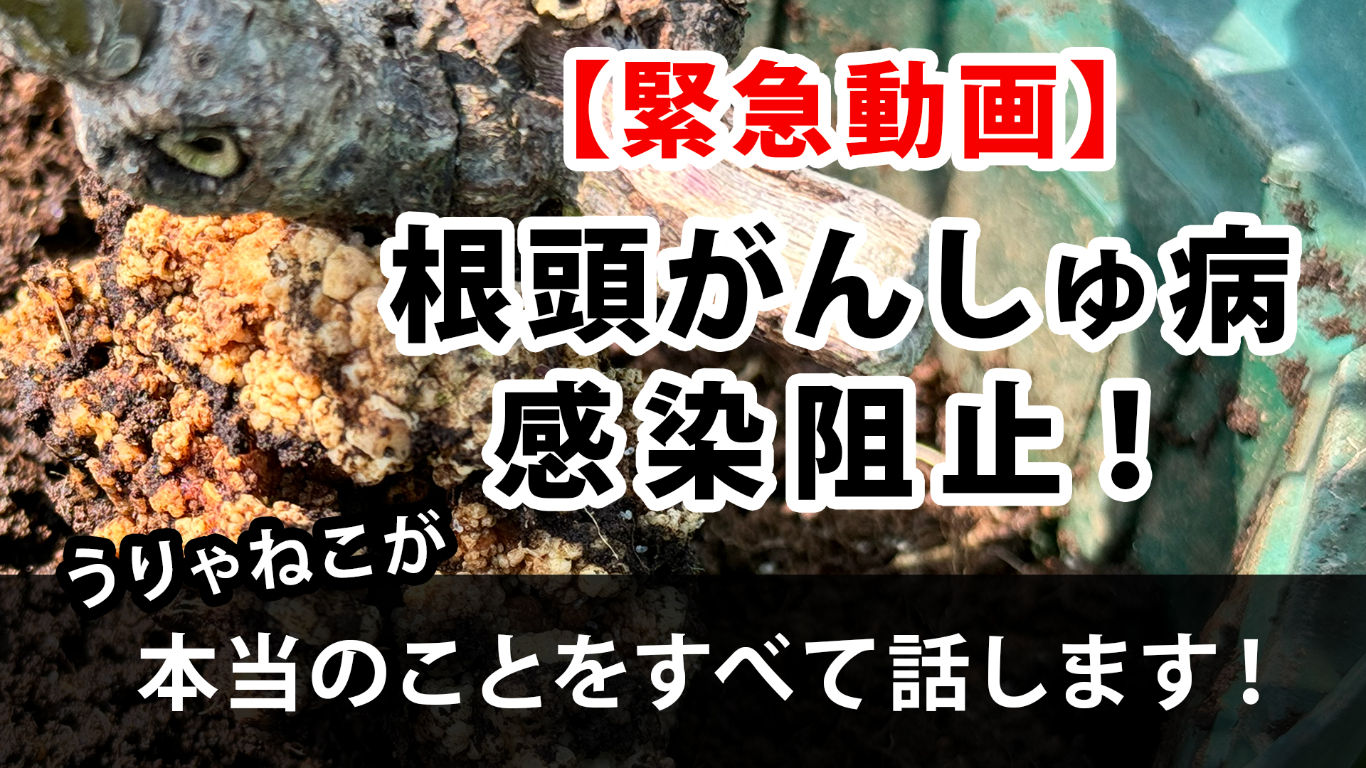 がんしゅ病解説