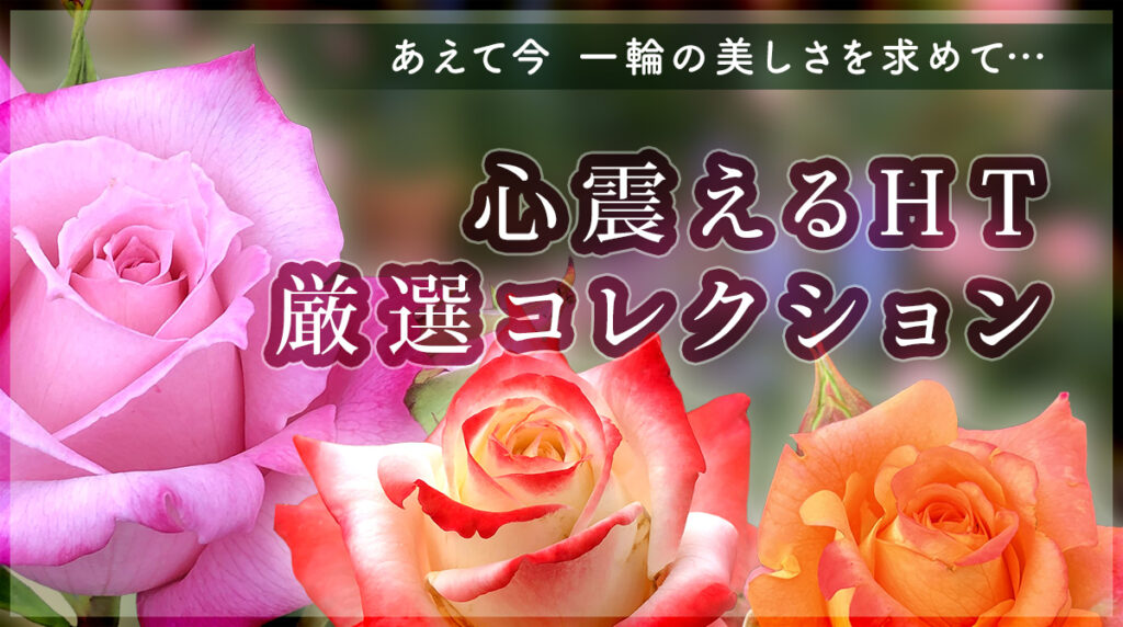 心震えるHT厳選コレクション２０２６