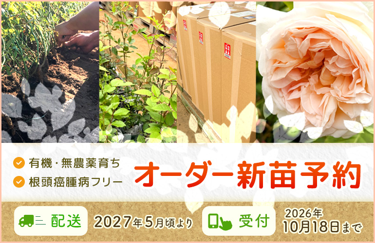 バラ苗販売 取り扱い品種一覧 ｜ ピーキャットローズショップ
