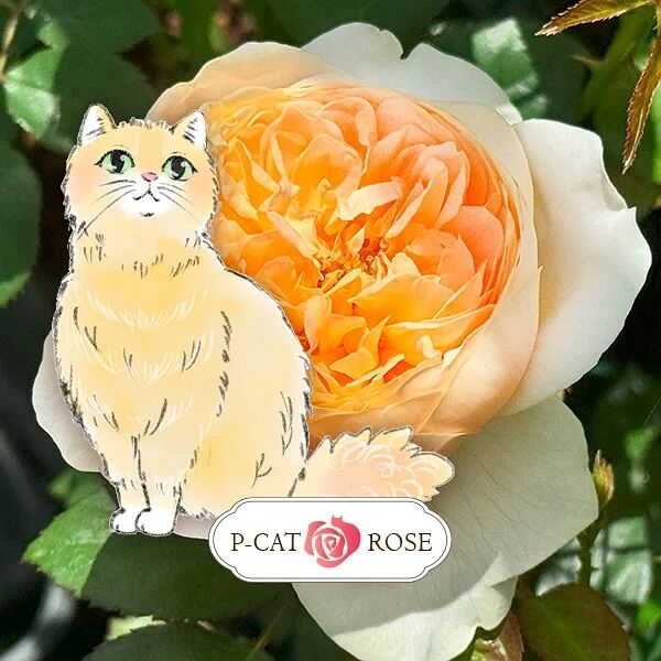 ヴィヴィッド Vivid ｜ ピーキャットローズショップ