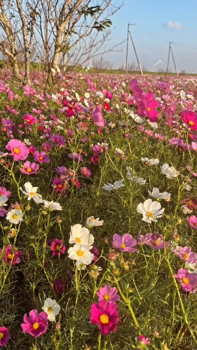 ヴィヴィッド Vivid ｜ ピーキャットローズショップ