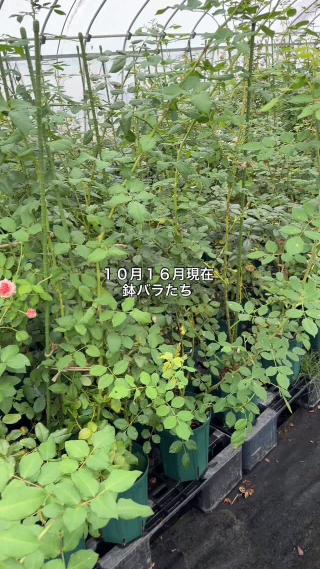 エブリン Evelyn ｜ ピーキャットローズショップ