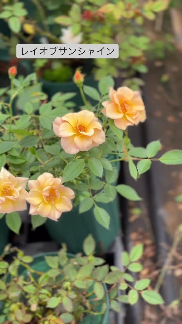 上海ガール Shanghai girl ｜ ピーキャットローズショップ