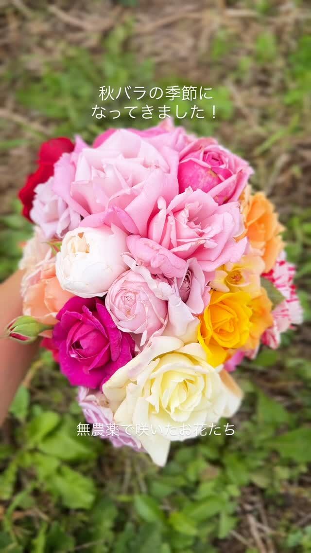 チャンプニーズピンククラスター Champney`s Pink Cluster ｜ ピー