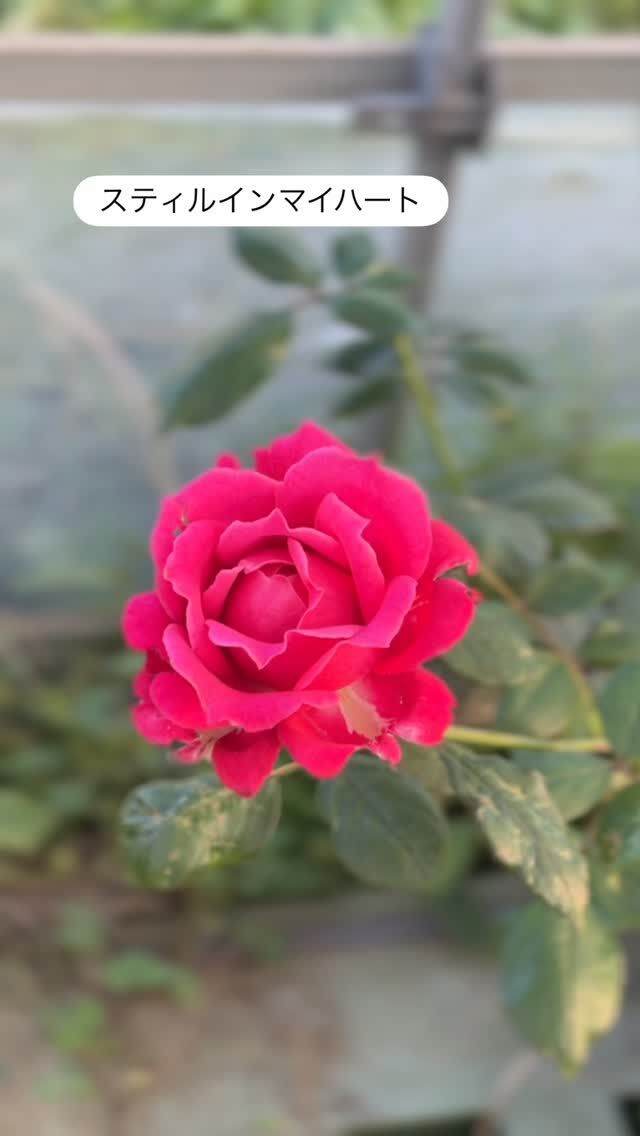 上海ガール Shanghai girl ｜ ピーキャットローズショップ