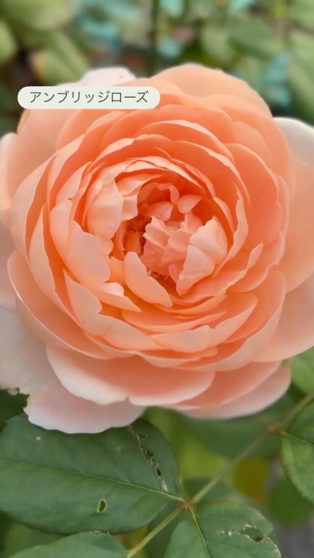 バラ苗販売 取り扱い品種一覧 ｜ ピーキャットローズショップ