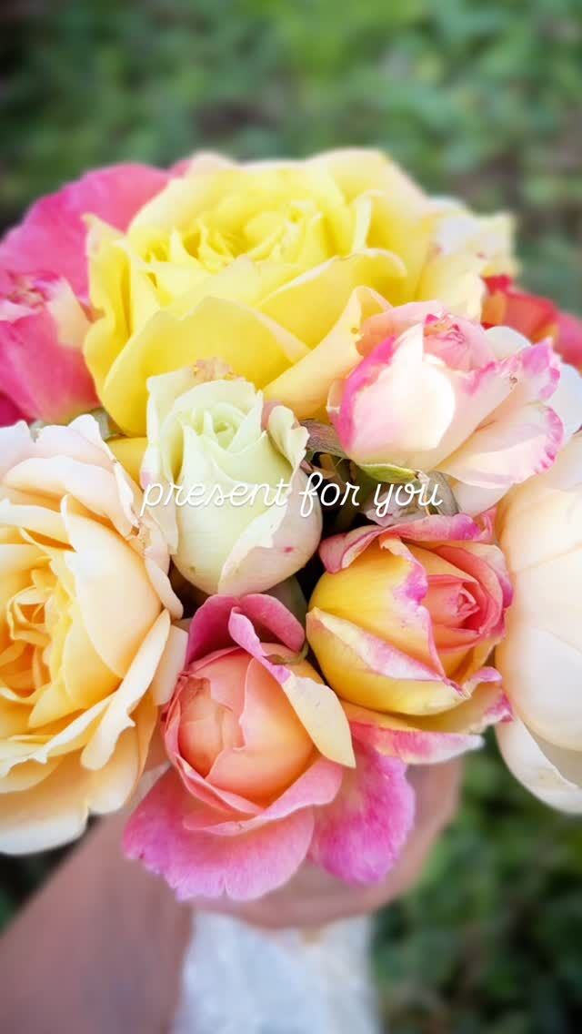 アルパインサンセット Alpine Sunset ｜ ピーキャットローズショップ