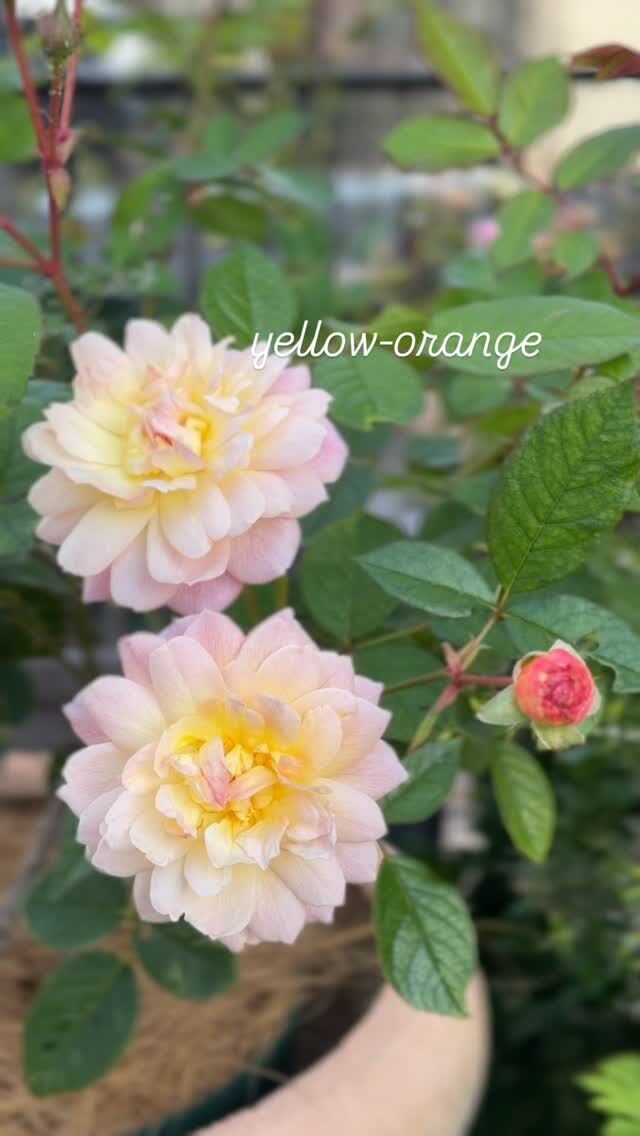 ルドゥーテ Redouté ｜ ピーキャットローズショップ