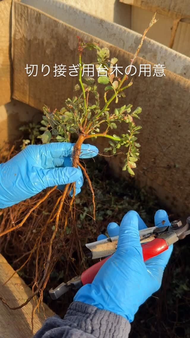 台木と穂木の関係を覚えよう！ ｜ ピーキャットローズショップ