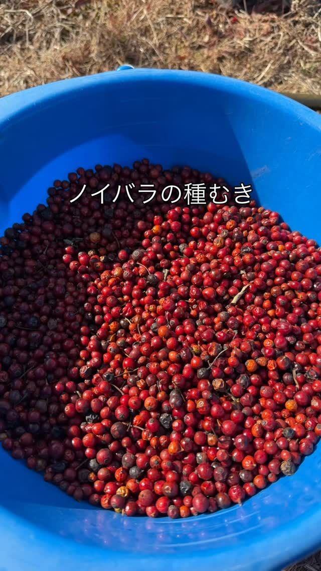 台木と穂木の関係を覚えよう！ ｜ ピーキャットローズショップ