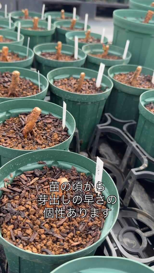 エクスプルワ Exploit ｜ ピーキャットローズショップ