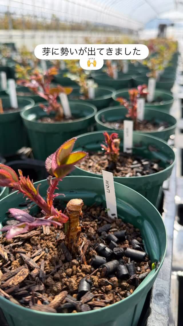 セブンシスターズ Seven Sisters Rose ｜ ピーキャットローズショップ