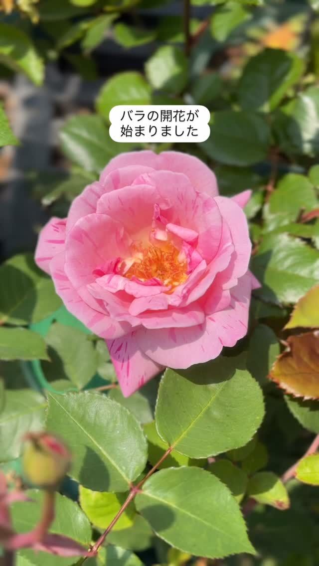 チャンプニーズピンククラスター Champney`s Pink Cluster ｜ ピー