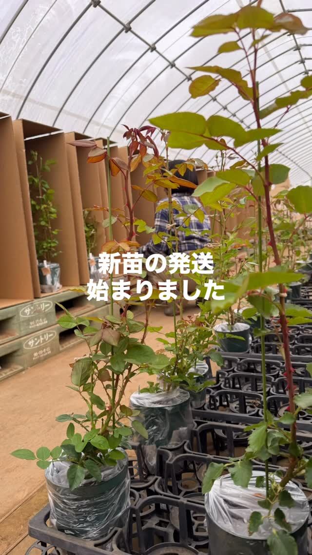 台木と穂木の関係を覚えよう！ ｜ ピーキャットローズショップ