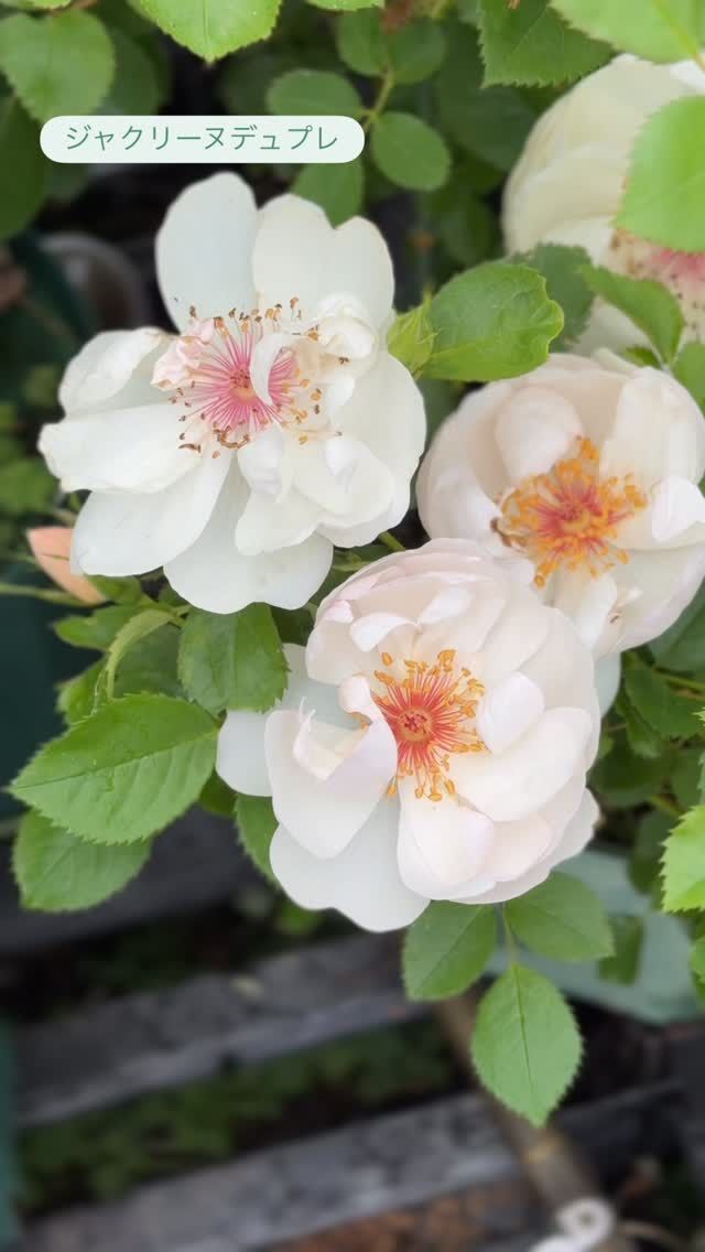 チャンプニーズピンククラスター Champney`s Pink Cluster ｜ ピー